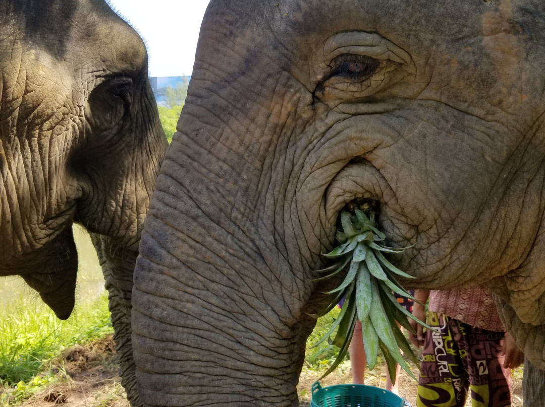 The Lake Phuket Elephant Home-Thep Krasatti必去景点