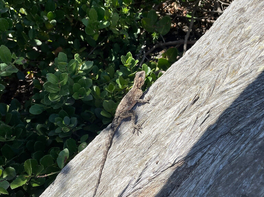 Harkerville Saturday Village Market-普利登堡湾必去景点
