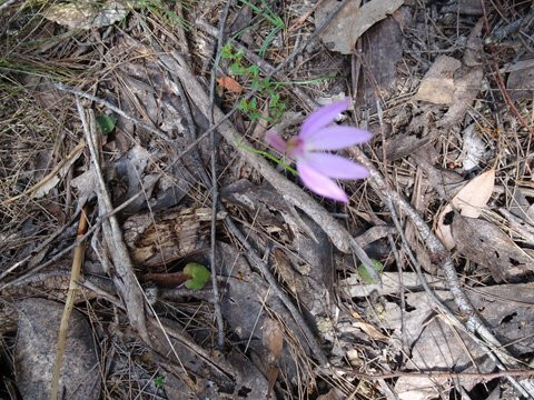 Henry Somerset Orchid Reserve景点图片