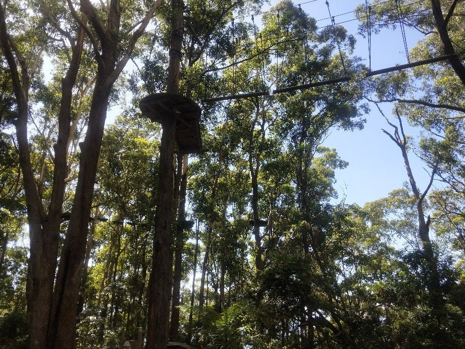 Treetops Adventure Coffs Harbour-科夫斯港必去景点
