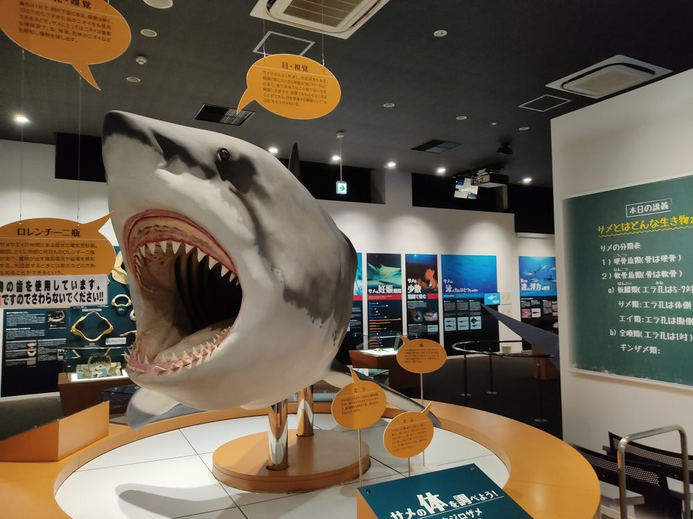 Kesennuma Uminoichi Shark Museum景点图片