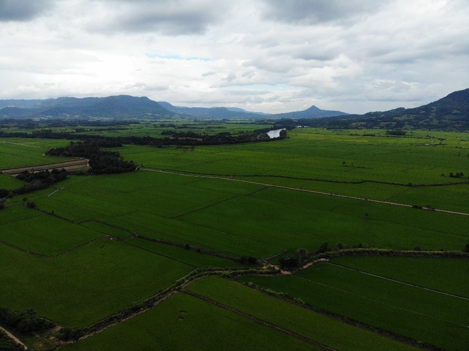 Lavouras De Arroz景点图片