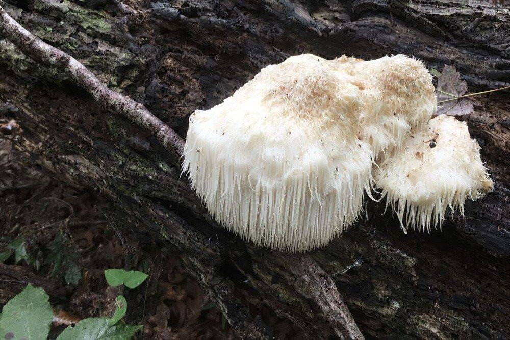 Enchanted Nature Tours inc.-斯汤顿必去景点