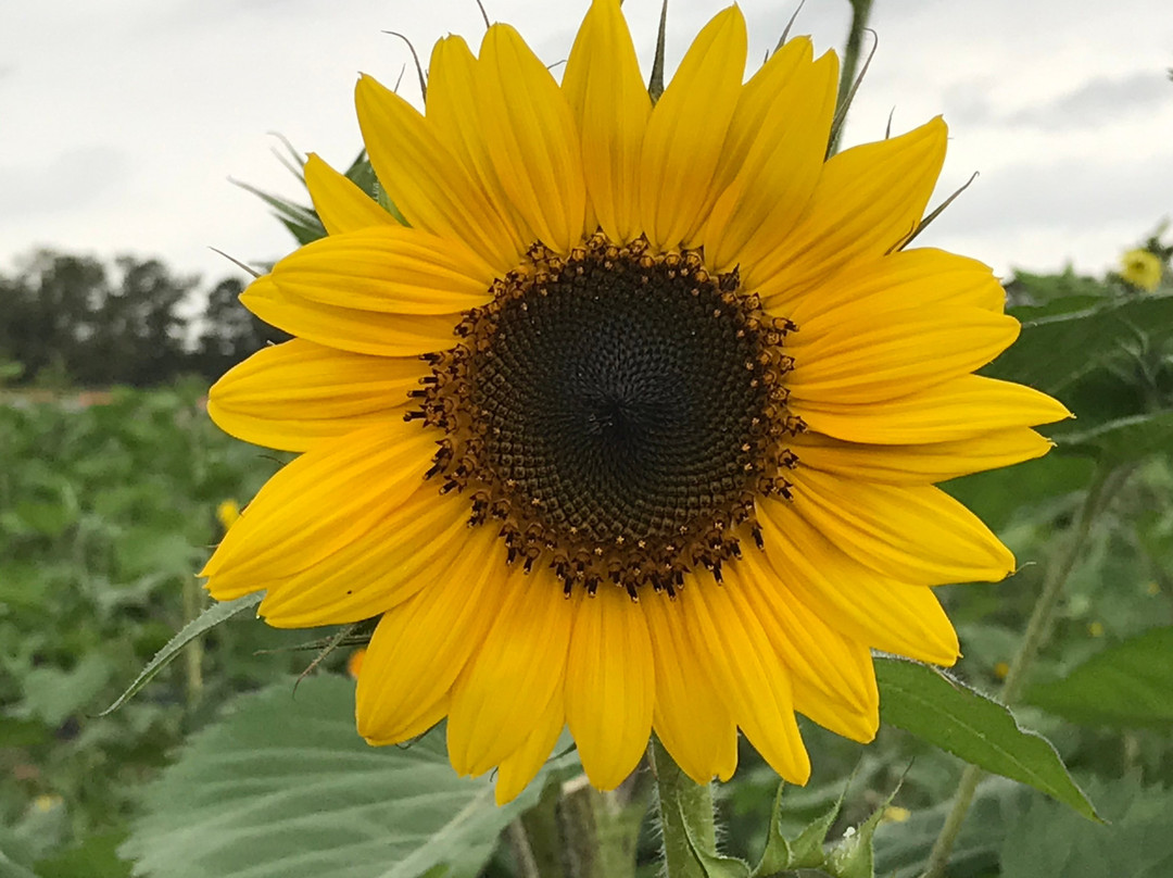Southern Belle Farm-McDonough必去景点