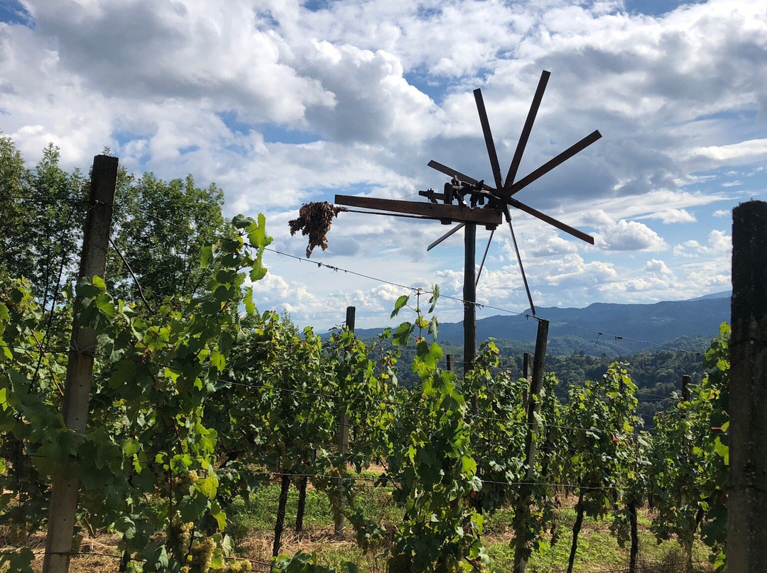 Winzarei Weingut Tement主图