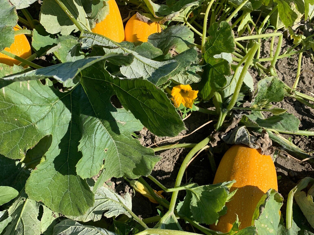 Centre d'Interpretation de la Courge du Quebec-Saint-Joseph-du-Lac必去景点