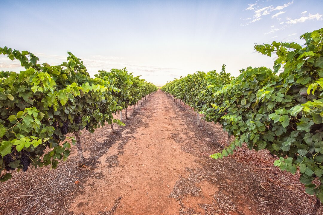 Olive Farm Wines景点图片