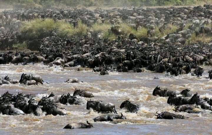 Bienvenido Kenya Tours and Safaris景点图片