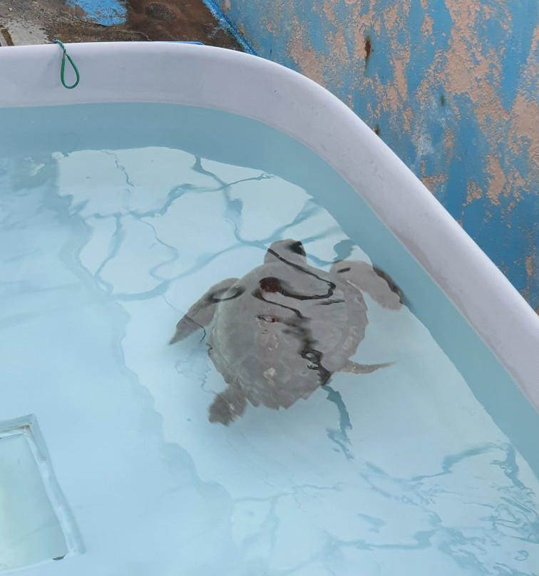 Lampedusa Turtle Rescue-兰佩杜萨必去景点