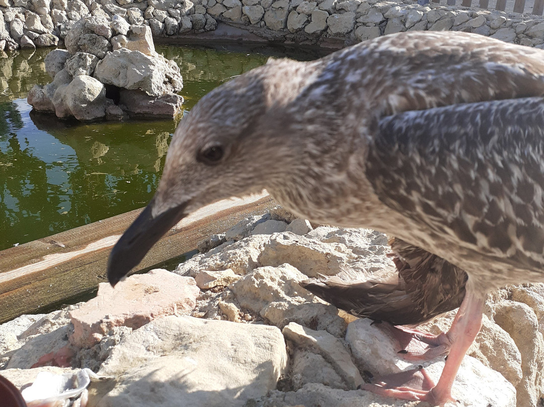 Quintarola Dos Animais-Palmela必去景点