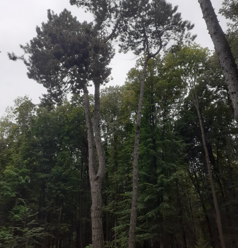 Yerlino旅游攻略图片