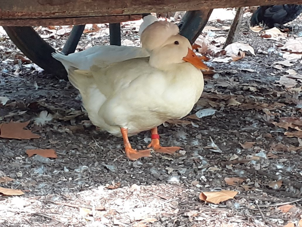 Conservatoire Avicole du Puyobrau-Magescq必去景点