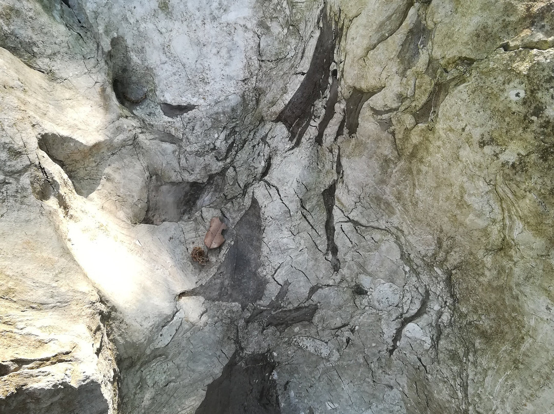 Sito Paleontologico Dinosauro Antonio景点图片