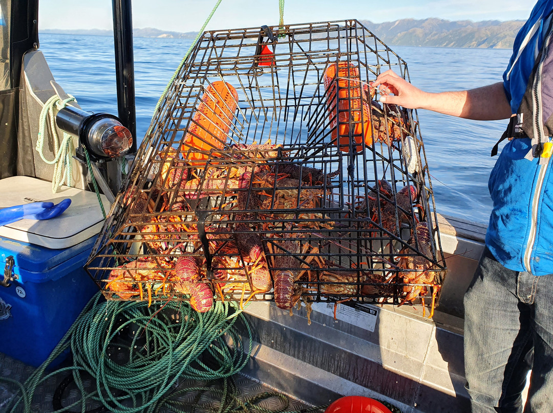 The Rodfather Fishing Charters-Kaikoura必去景点