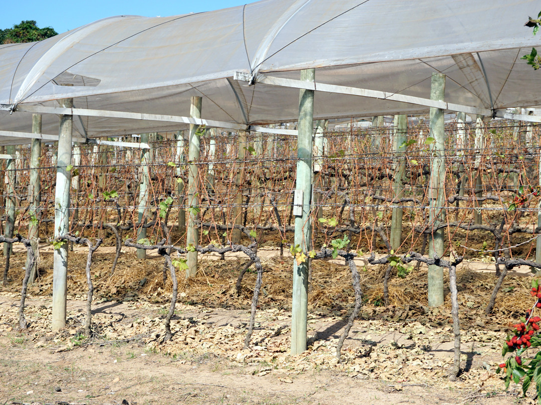 Adega Familia Ferragut-维涅杜必去景点