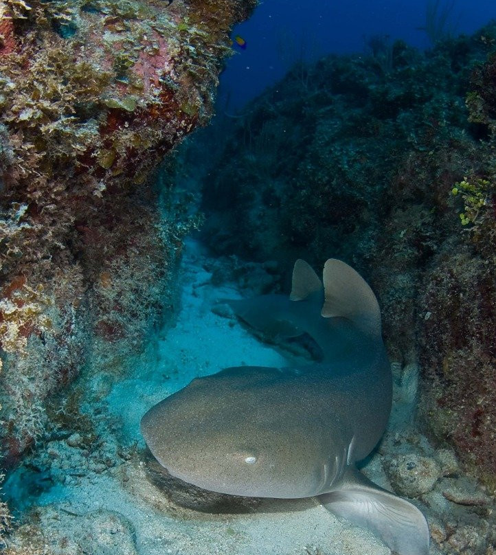 Coco Diving Center景点图片