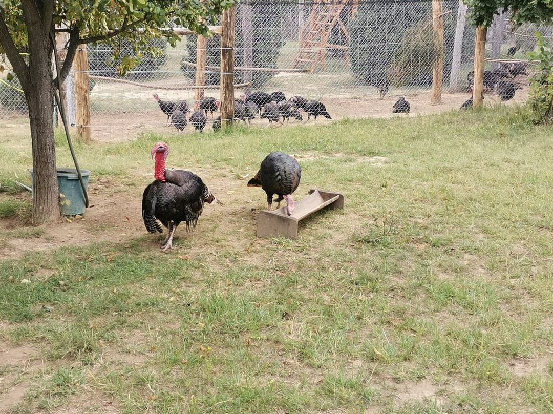 Pakozdi-Sukoro Arboretum and Wildlife Park景点图片