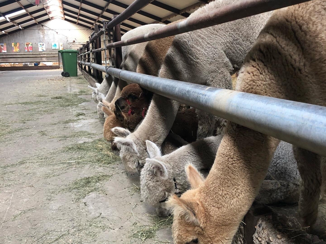 Alpacafarm Vorstenbosch景点图片