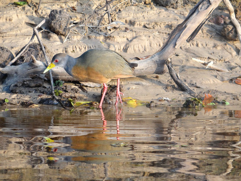 Fazenda Barranco Alto旅游攻略图片