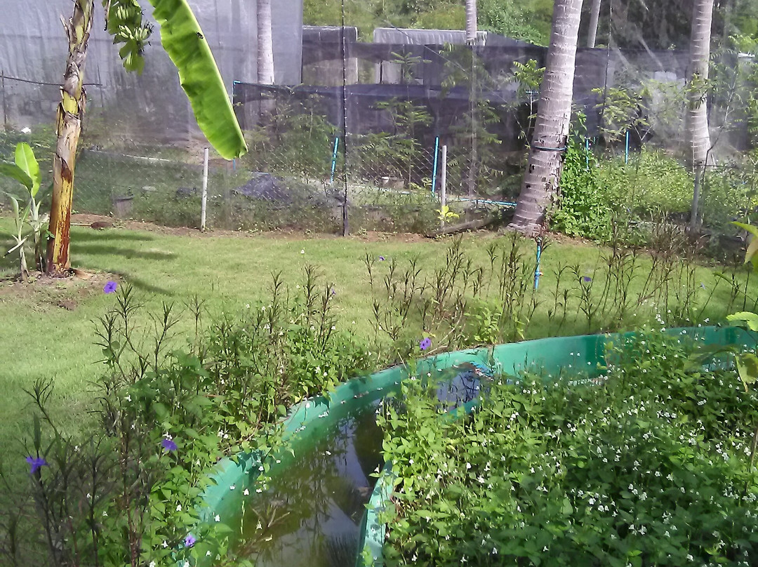 The Butterfly Corner-芭堤雅必去景点