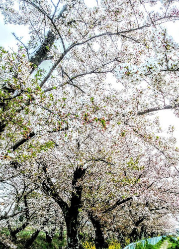 Cherry Trees along the Gojo River bank-岩仓市必去景点