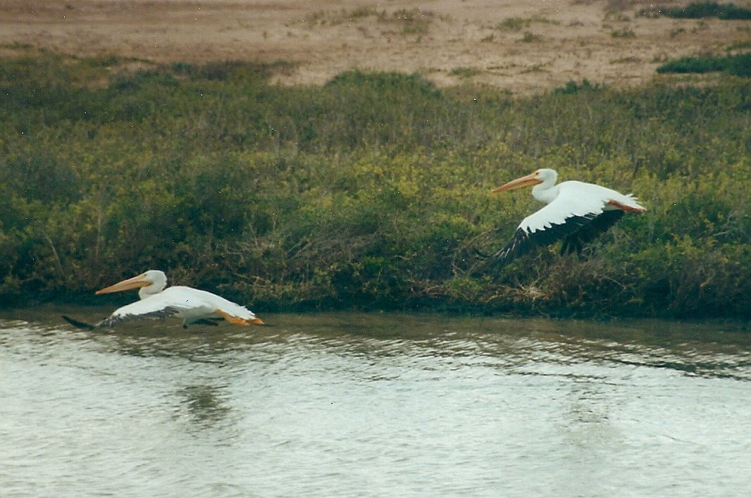 Dolphin Docks-Port Isabel必去景点