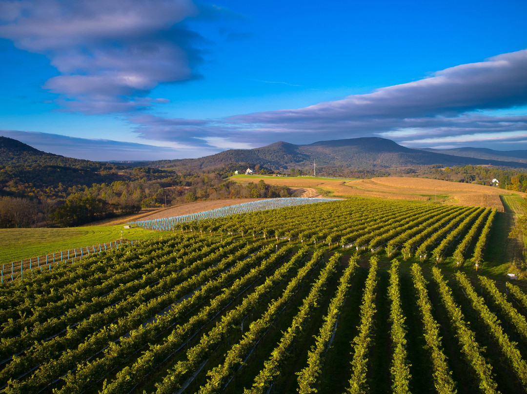 Stony Run Winery景点图片