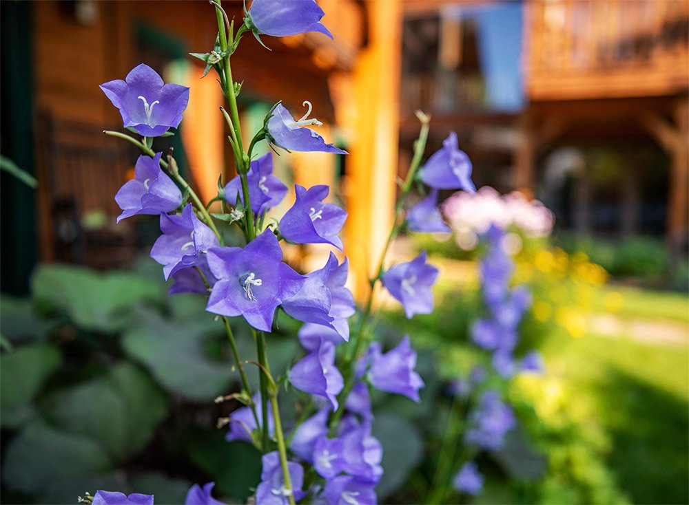 杰克逊酒店住宿-高山豪斯旅馆