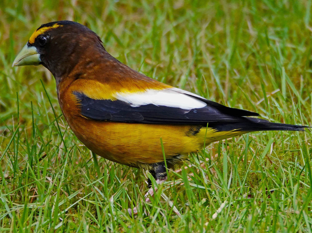 Eagle Rock Lodge主图