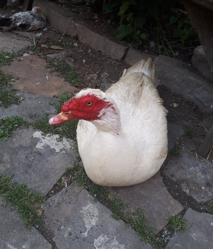 Entraunes旅游攻略图片