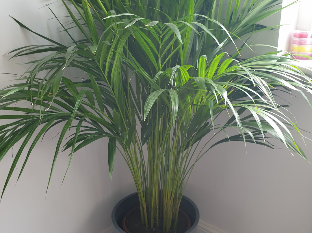 Willow Houseplants-Doune必去景点