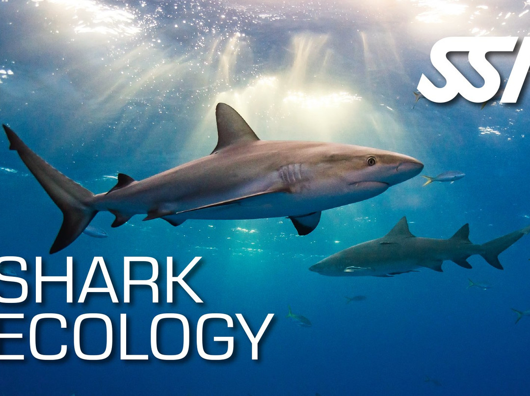 SeacretDive-Port-Louis必去景点