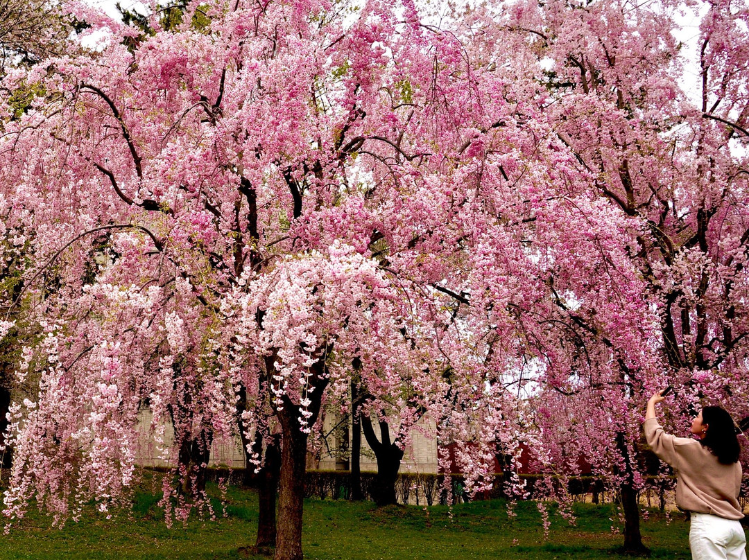 Hirosaki Cherry Blossom Festival景点图片