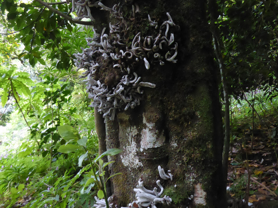 Balcoes de Ribeiro Frio-马德拉群岛必去景点
