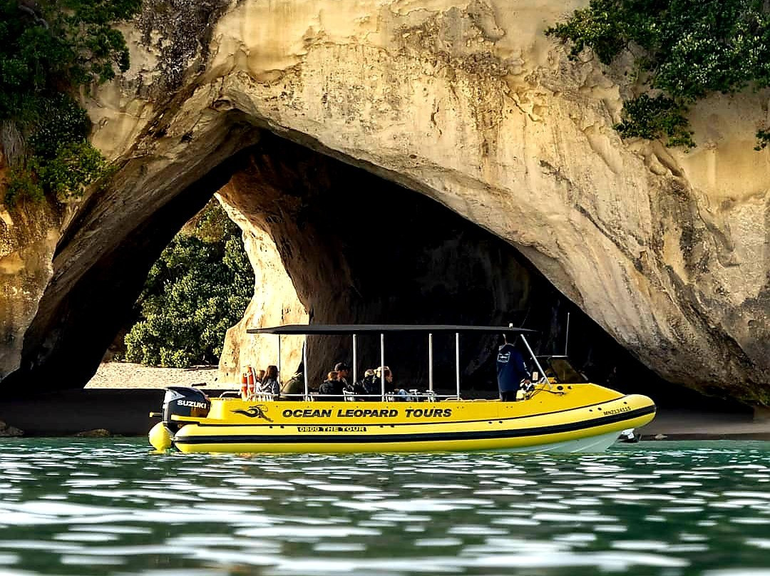 Ocean Leopard - Cathedral Cove Boat Tours-菲蒂昂格必去景点