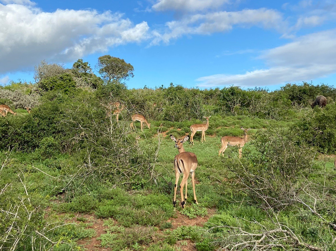 Schotia Tooth and Claw Safari-Addo Elephant National Park必去景点