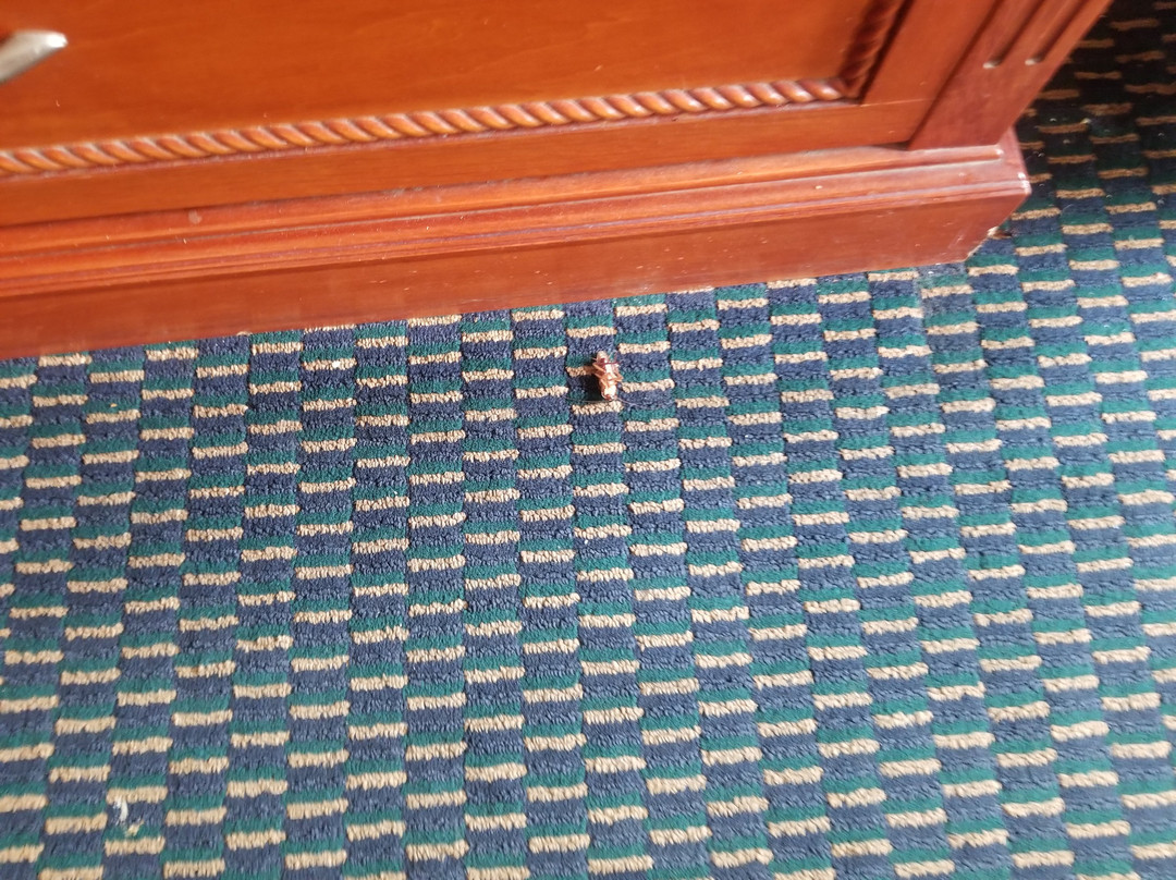 Holiday Terrace Motel Houston主图