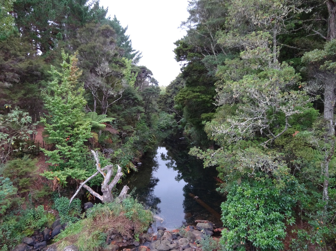 AH Reed Kauri Park景点图片