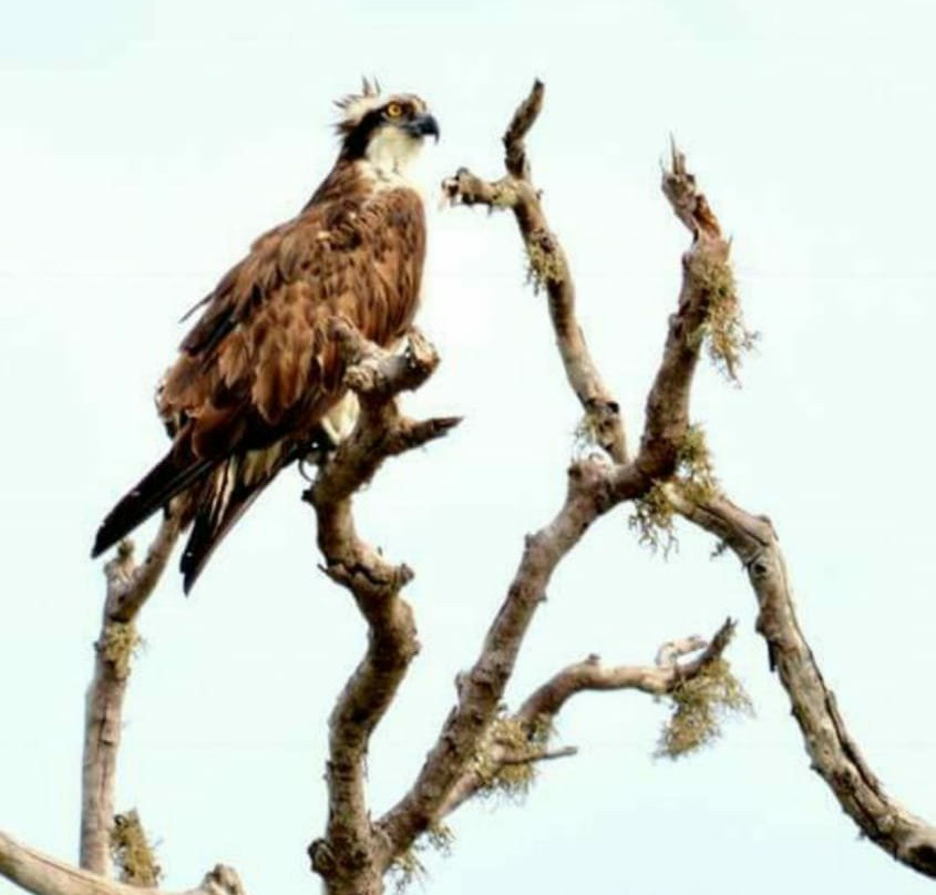 Suresh Travel Sri Lanka-哈巴拉杜瓦必去景点