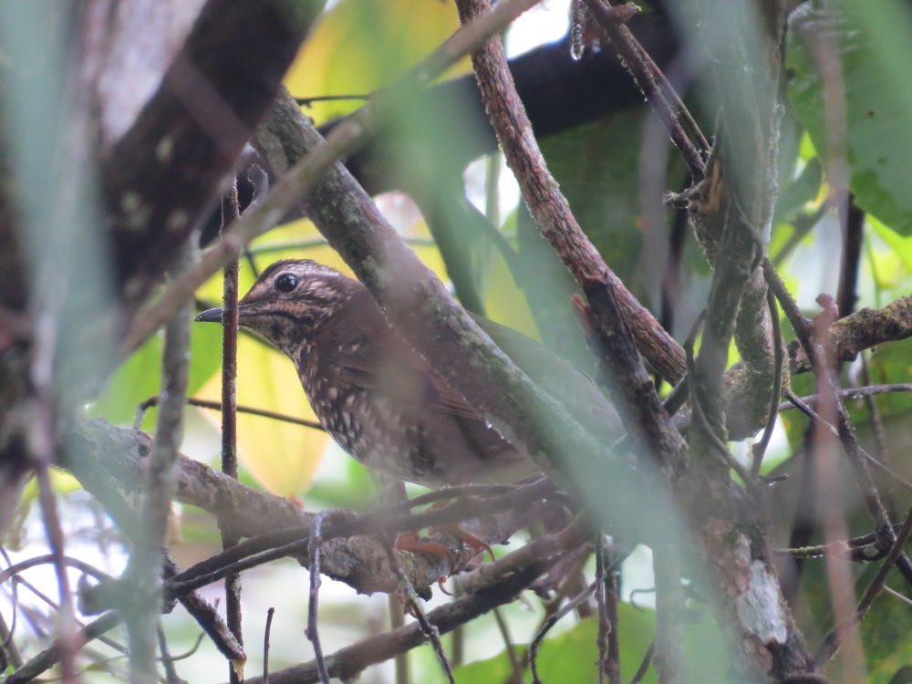 Stephen's Place B&B主图