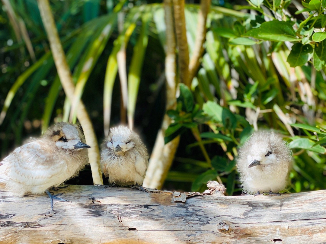 Lord Howe Island Walking Trails-豪勋爵群岛必去景点