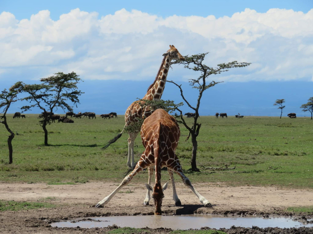 Enchorro Tours and Safaris-内罗毕必去景点