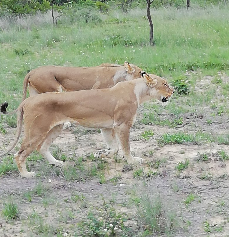 Antelope Park景点图片