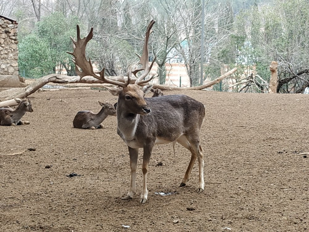 Zoo Guadalajara景点图片