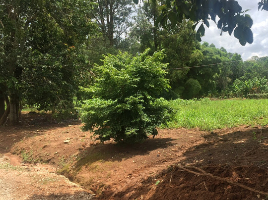 Apiario Nona Emilia-伊图佩瓦必去景点