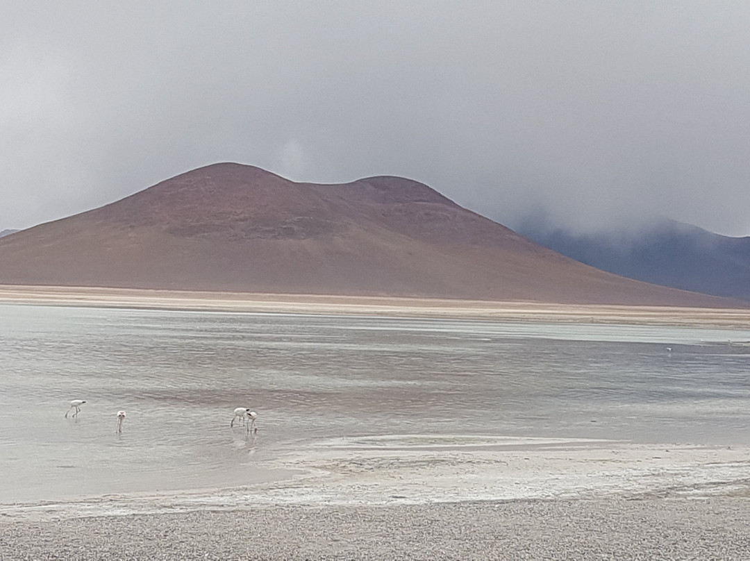 Laguna Blanca-乌尤尼必去景点