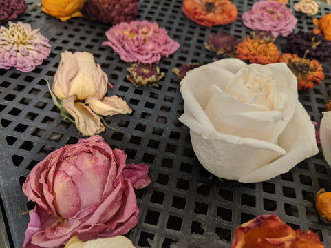 Petite Petal-坎贝尔必去景点