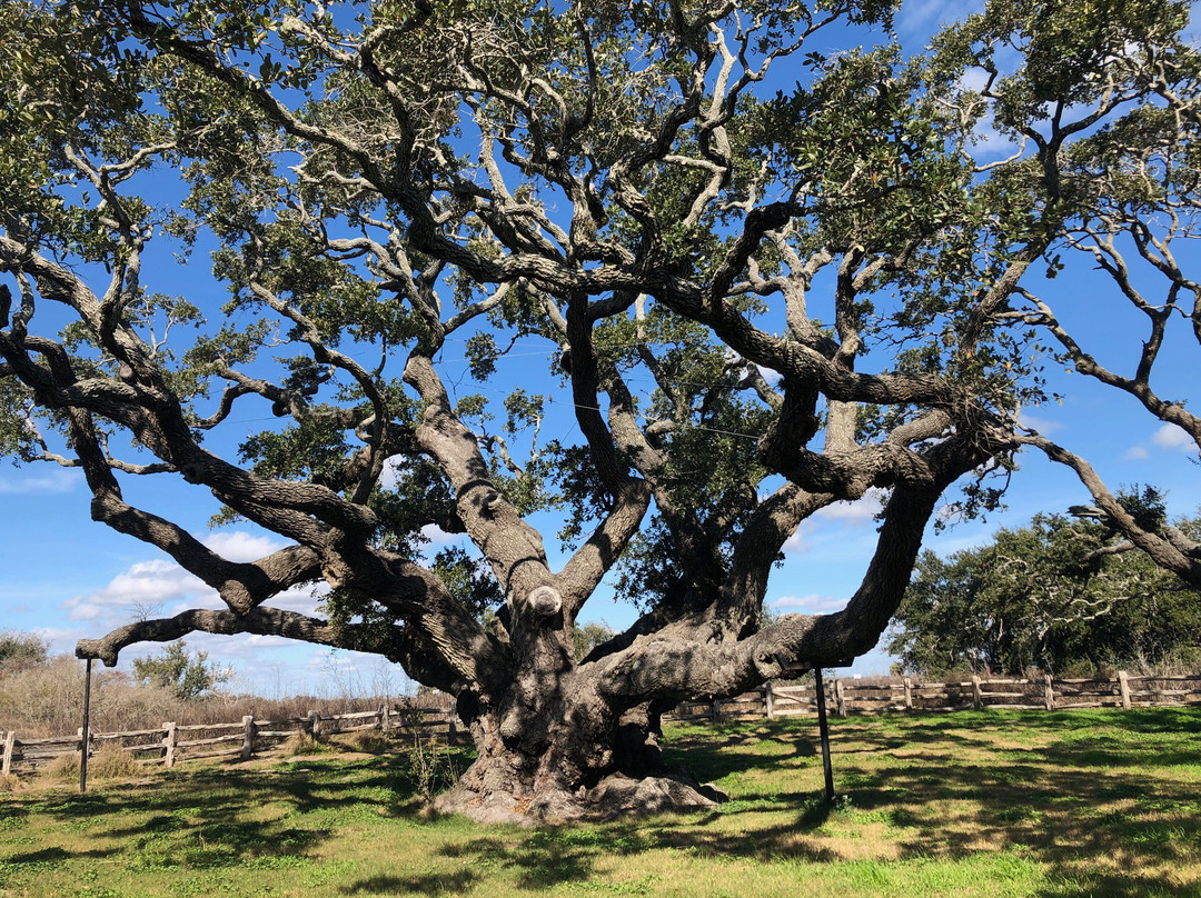 The Big Tree-罗克波特必去景点