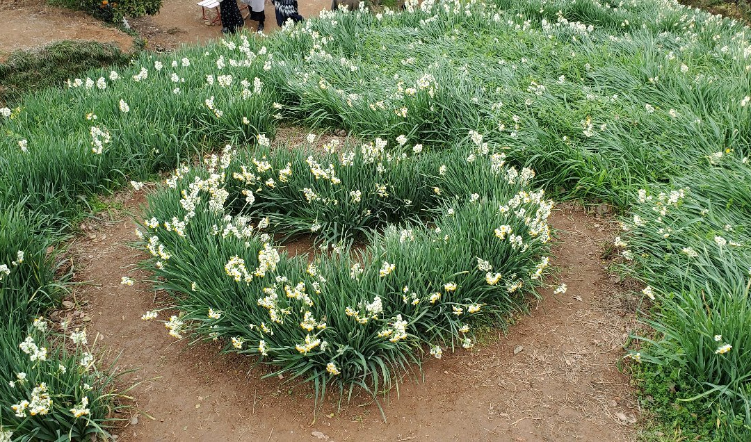 Nihon Suisen Hanakaido-伊矛市必去景点