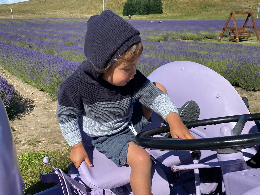 New Zealand Alpine Lavender景点图片